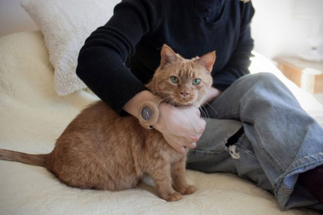 Watch Made From Cat or Dog Hair by Analog Watch Co.