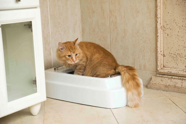 Catolet Automatic Litter Box for Cats and Small Dogs