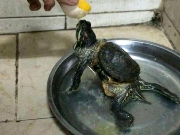 Turtle That Outgrew Its Shell Looks Like Ninja Turtle