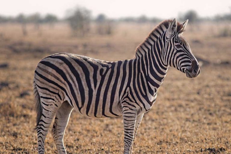 A Zoo In Egypt Turned A Donkey Into A Zebra With Painted Stripes
