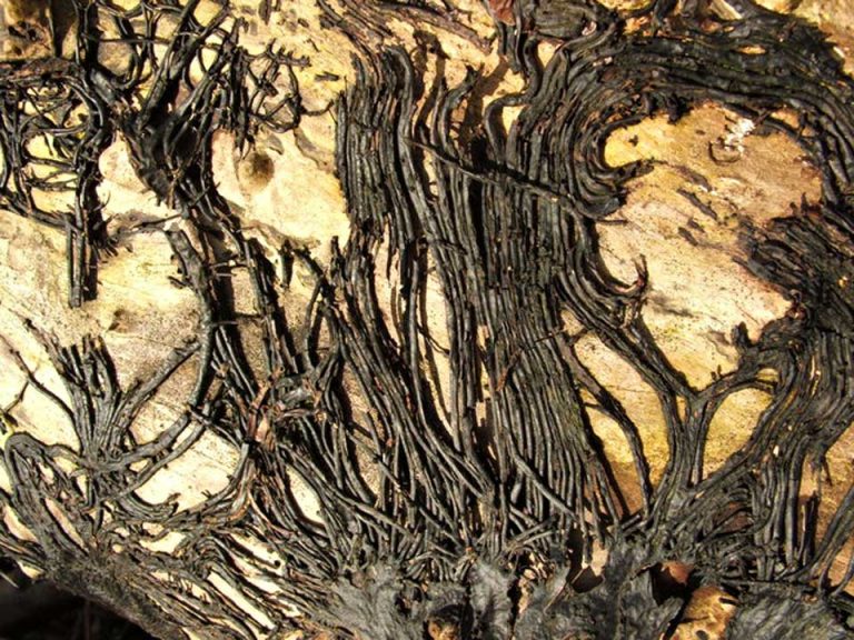 Apparently, We Have Been Standing On A Giant Mushroom The Whole Time