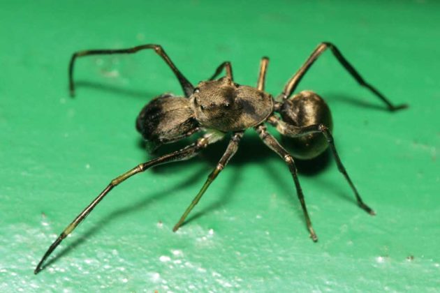 A male Toxeus Magnus Jumping Spider