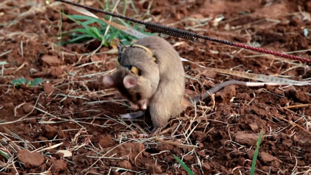 In Africa, Giant Rats Are Being Trained To Sniff Out Land Mines
