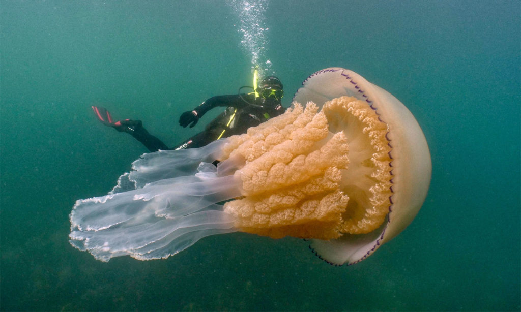 Giant-size Jellyfish Discovered In England