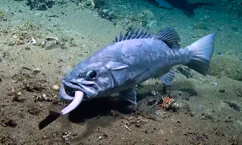Grouper Swallowed Shark Whole