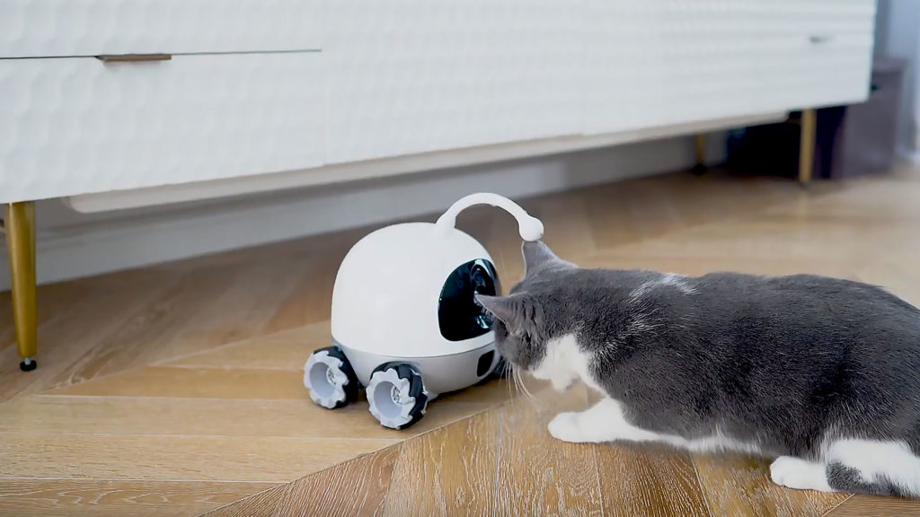 Rocky Companion and Playmate Robot For Pets