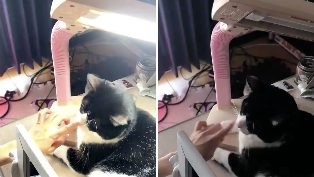 Cat Becomes On-Off-Switch For This Lamp