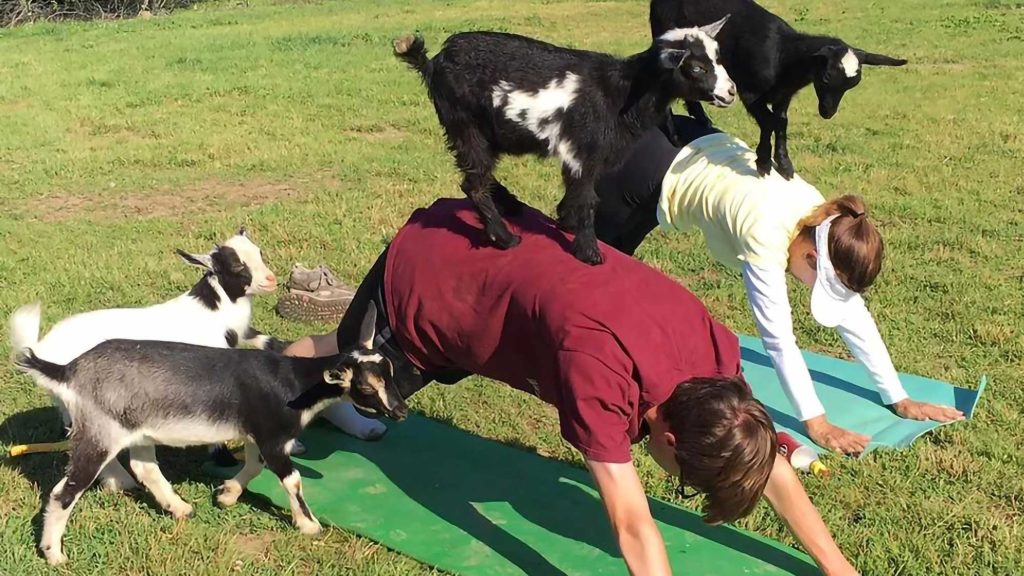 Goat Yoga