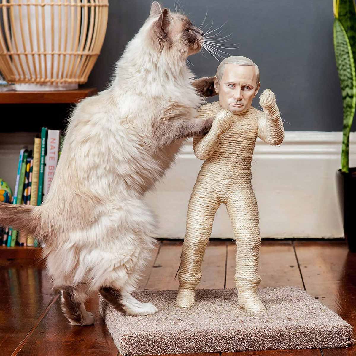 Кошка саванна и сервал. Кошка мейн кун. Необычные породы кошек. Самая удобная кошка. Самые добрые кошки.