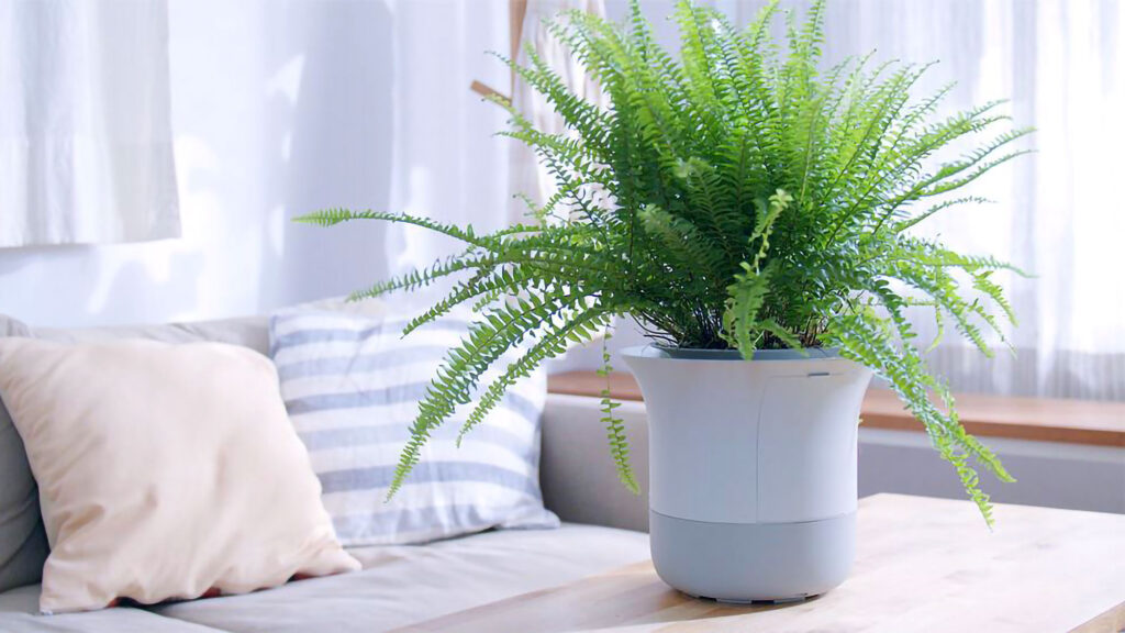 Wázai 2.0 World’s Smartest Bonsai Kickstarter