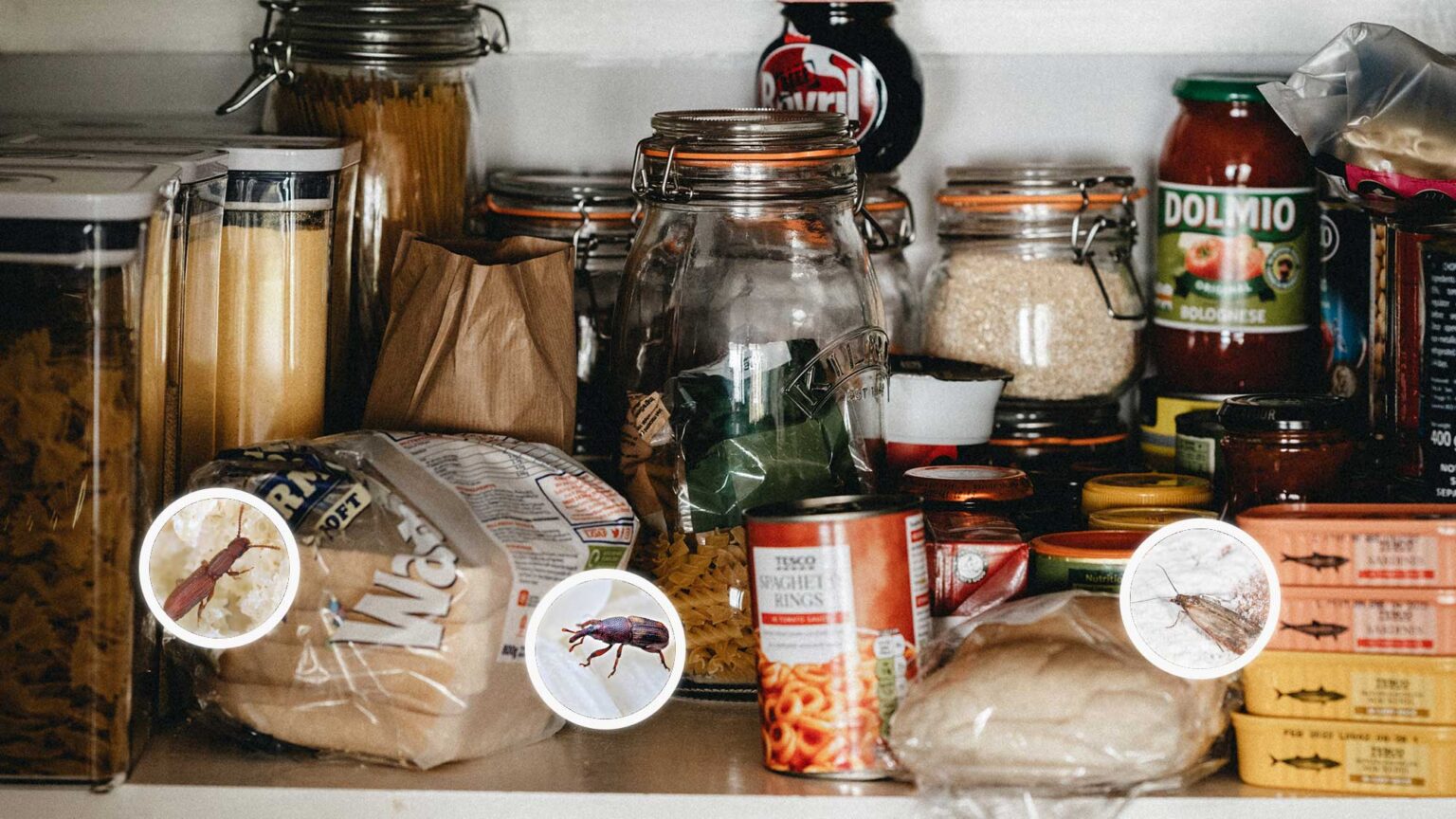 Signs Of Pantry Pests