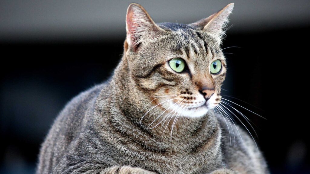 How to Help Your Cat Lose Some Weight