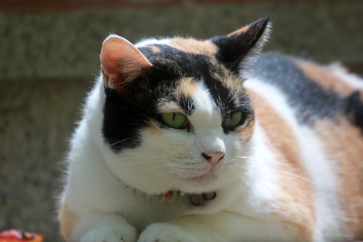 How To Help Your Cat Lose Some Weight LaptrinhX News