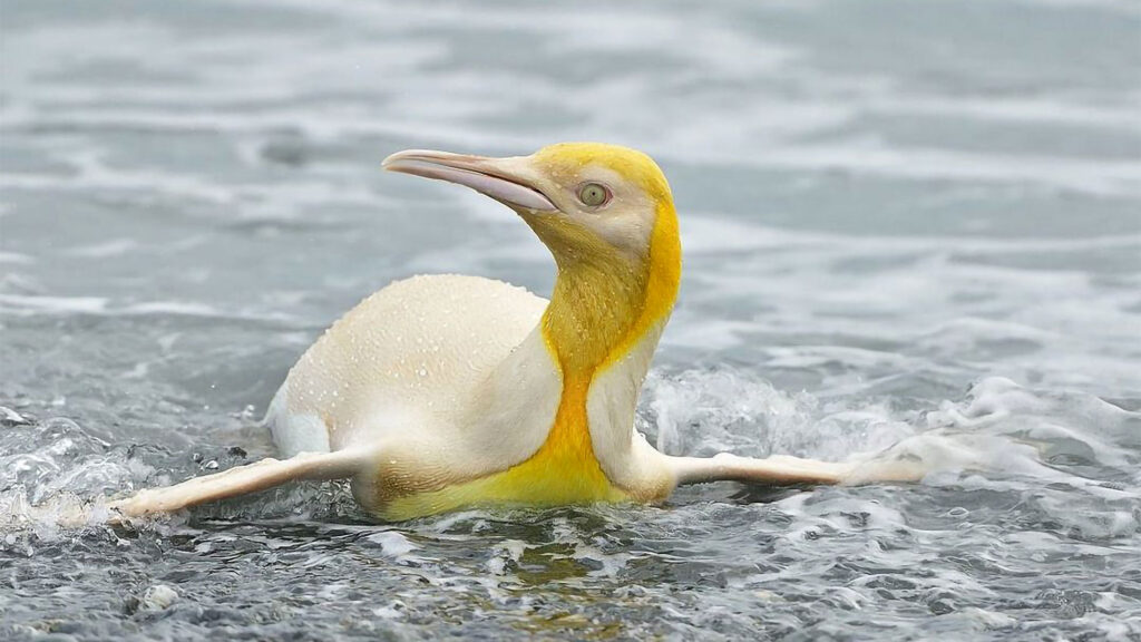Rare Yellow Penguin on South Georgia Island