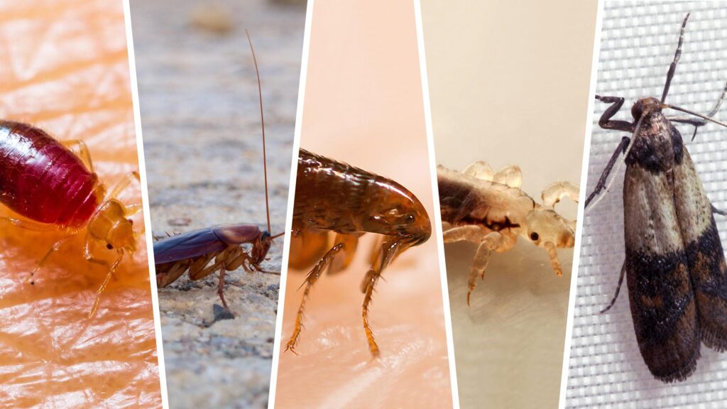 5 Creepy Crawlies You Share Your Home