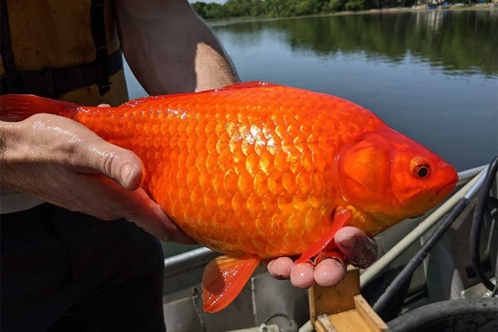 Football Sized Goldfish Minnesota Lakes