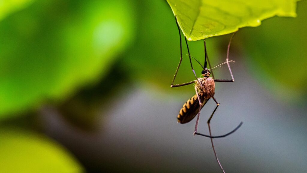 Tips To Ensure Proper Mosquito Control In Your Flowood Home