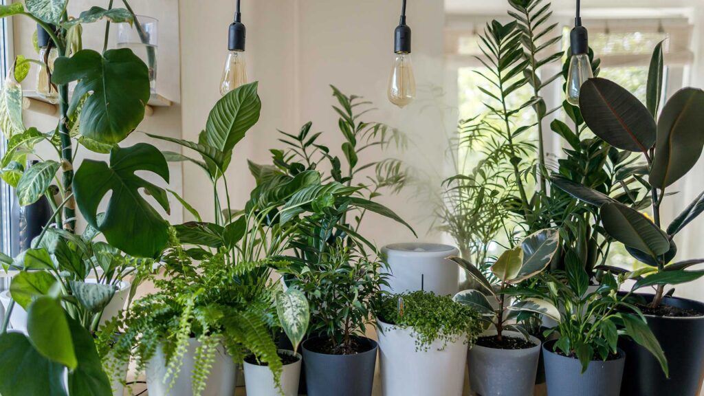 Different Types of Lights For Indoor Plants