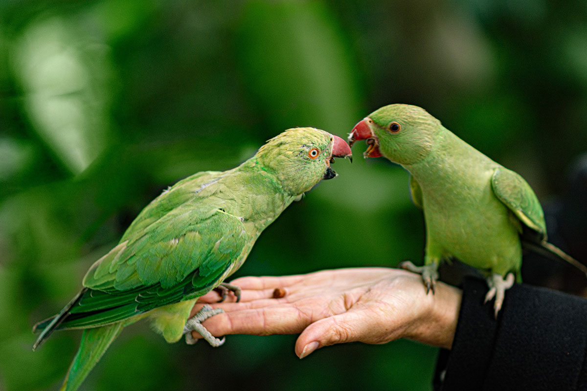 Planning To Get A Pet Bird? Here’s How To Prepare