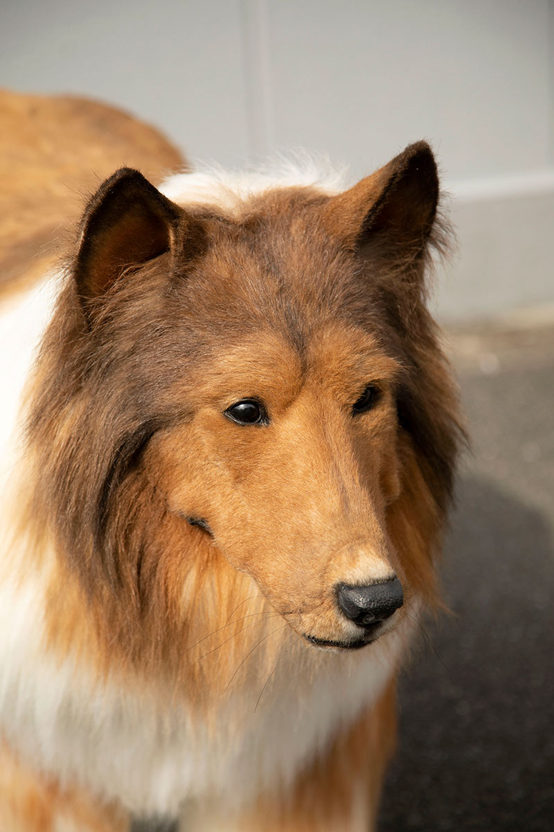 Japanese Man in Lifelike Collie Dog Suit