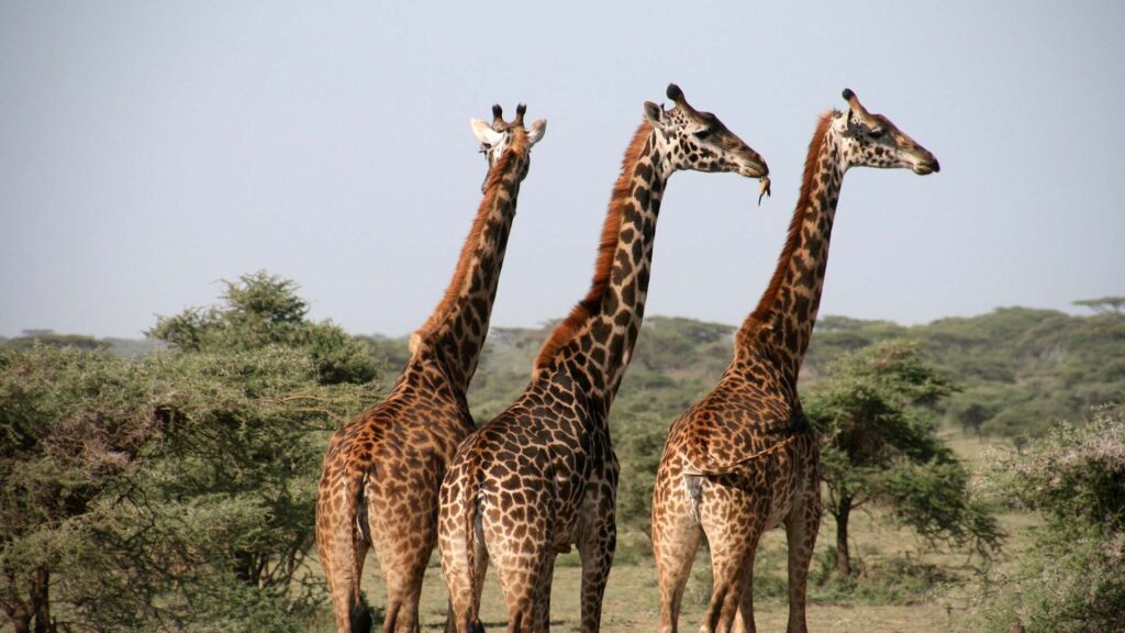 Learn How To Responsibly Enjoy Nature Reserves As A Tourist