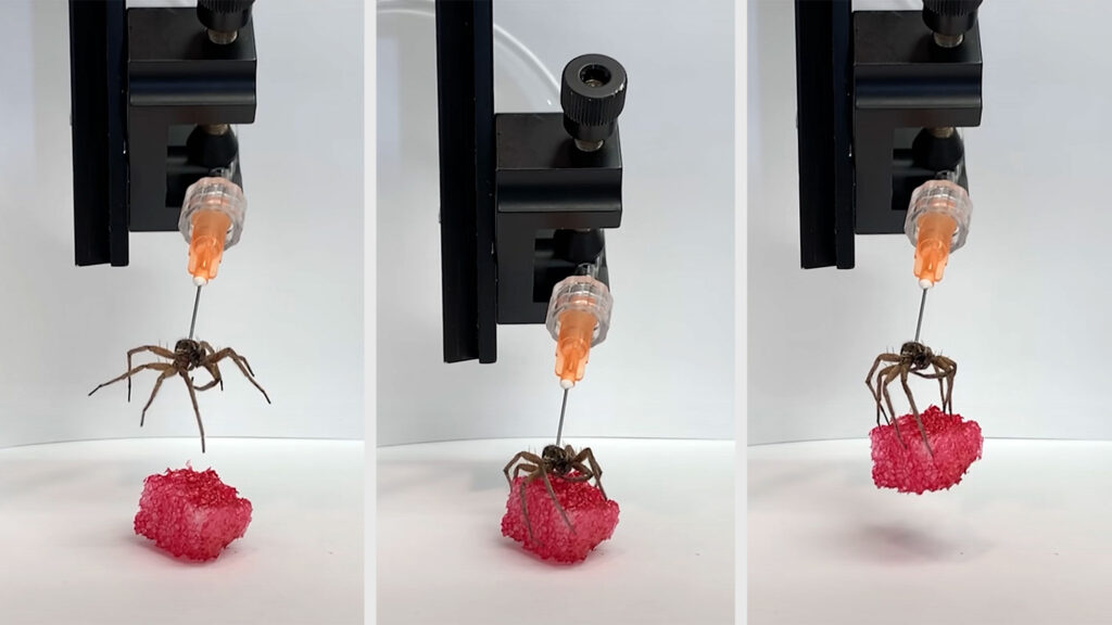 Dead Spider Repurposed as Mechanical Gripper