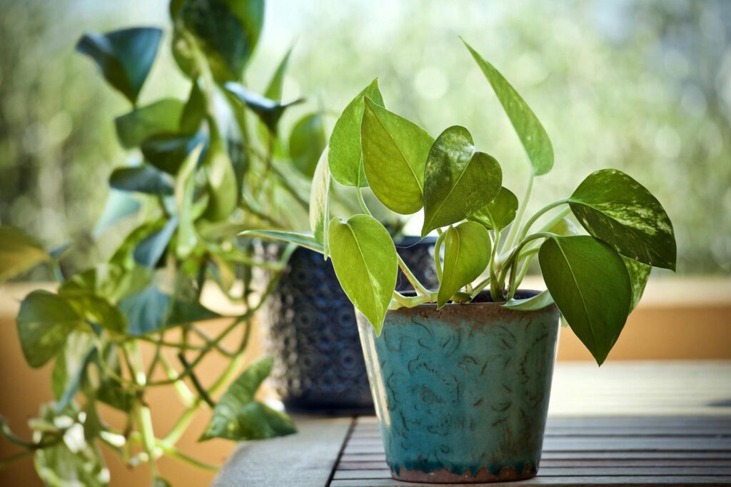 A Full List Of Plants You Can Easily Grow At Home