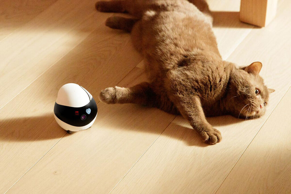 Enabot EBO Air review: The perfect pet companion robot for your furry  friends