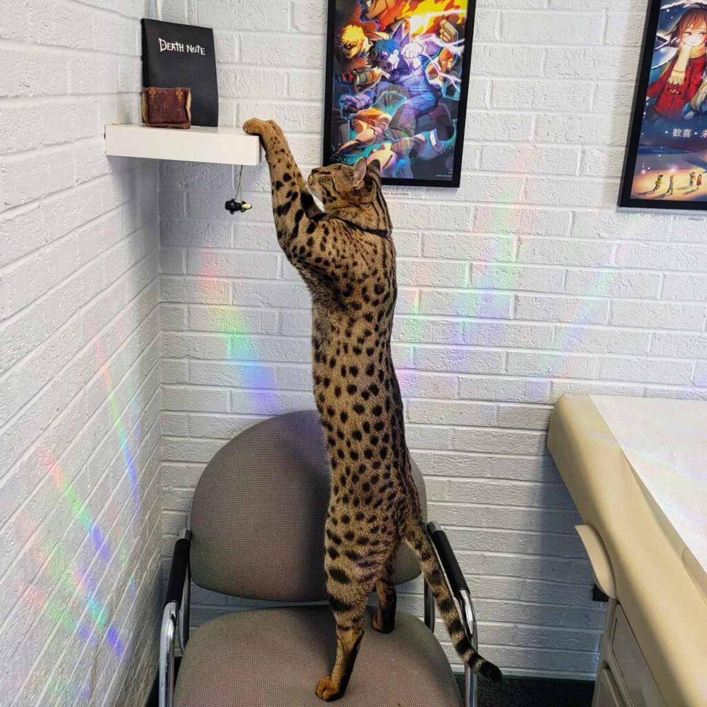 This Savannah Cat In Michigan Is Now The World’s Tallest Living Domestic Cat