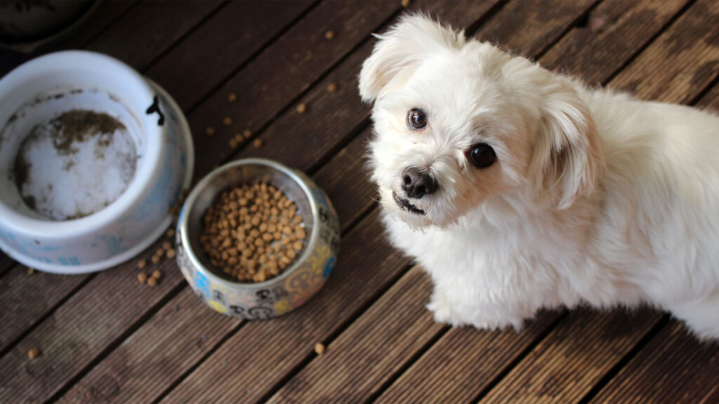 7 Reasons Why A HighQuality Dog Food Diet Is The Key To A Happy Pet