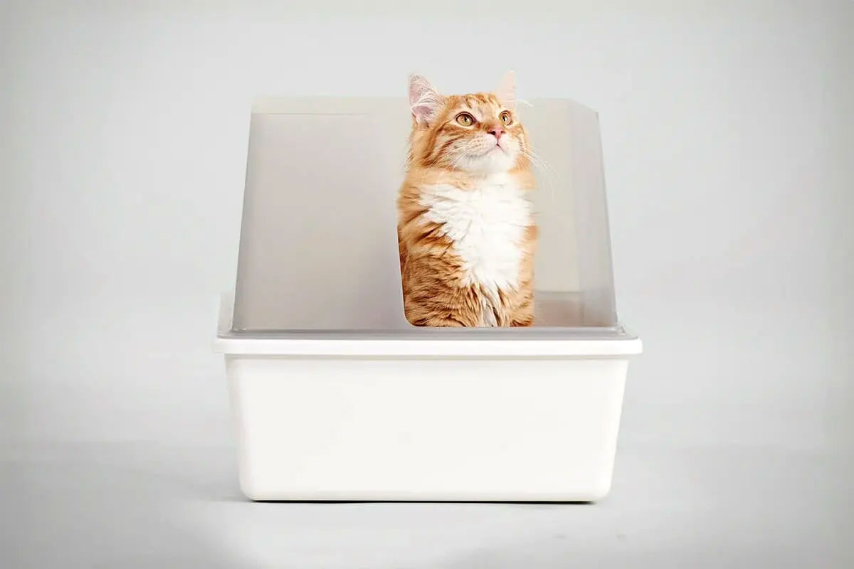 Tuft Box Tuft + Paw Cubby Litter Box’s 8” Wall Is Perfect For Kitty Cats That ...
