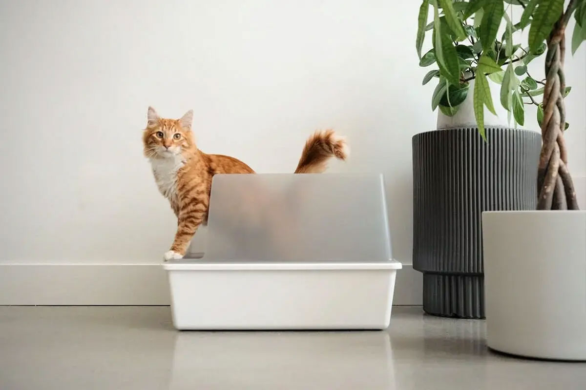 Tuft + Paw Cubby Litter Box’s 8” Wall Is Perfect For Kitty Cats That