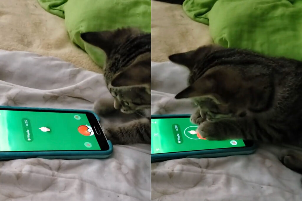 Video of Cat Catching Weedle on Pokemon Go