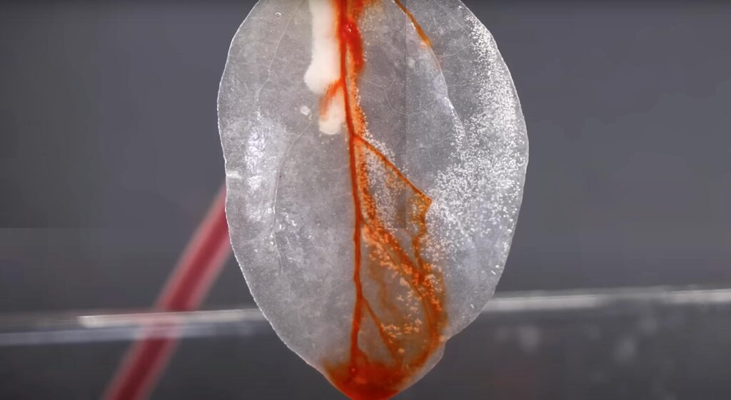 Meat Leaf Created by The Thought Emporium