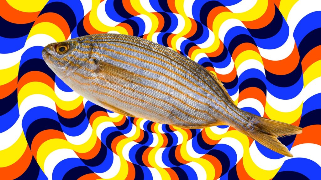 Salema Porgy Will Cause Hallucinations When Eaten