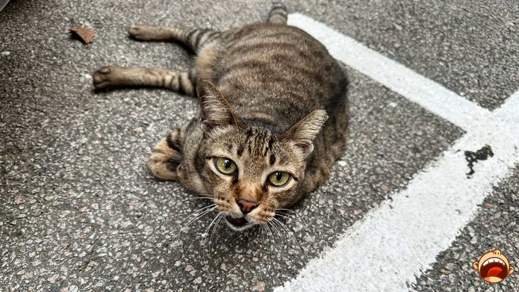 AI-powered Cat Translator by Baidu