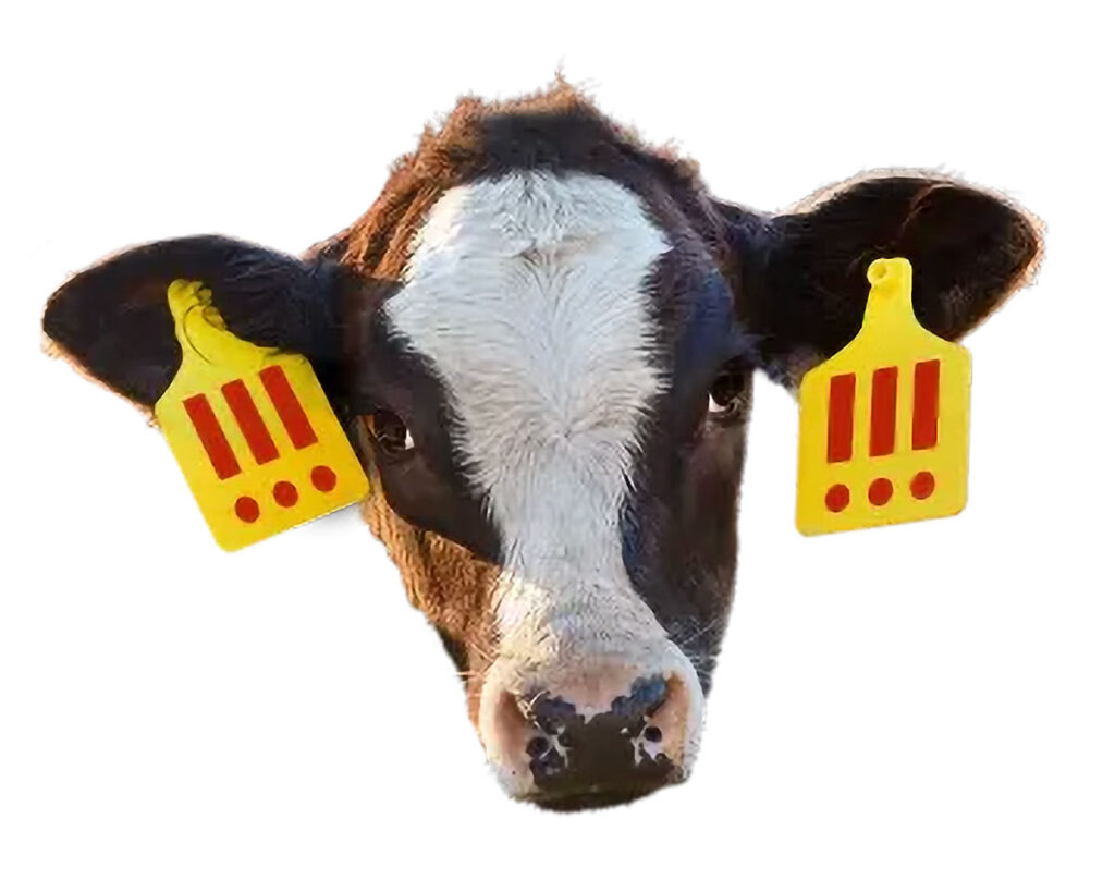 Our Cow Angus Project by MSCHF